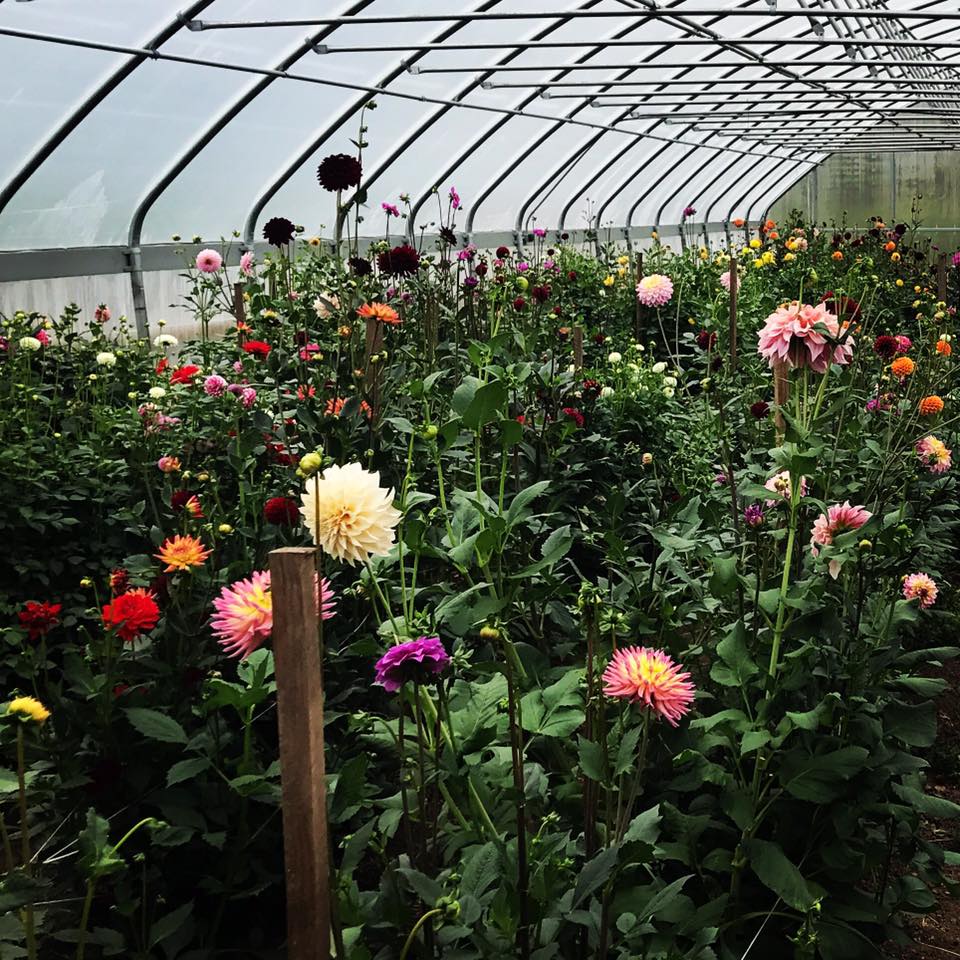 Duluth Flower Farm & Balsam Wreath Duluth Farmers Market